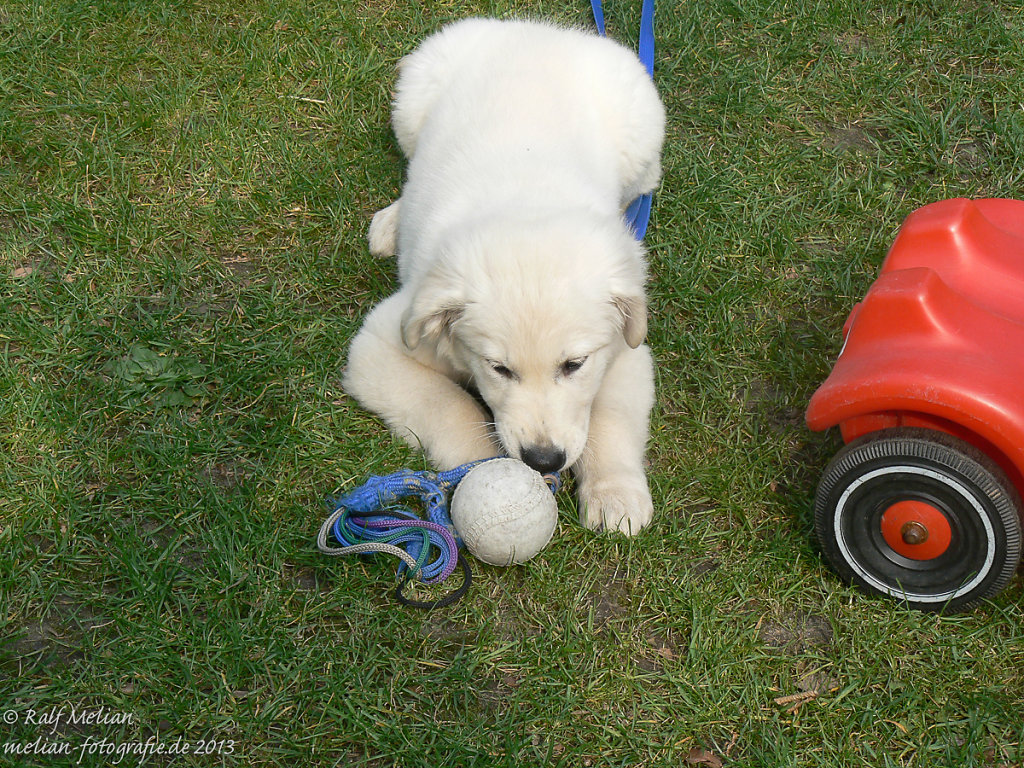 Ice mit Ball