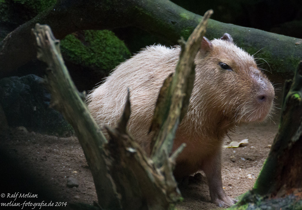 Capybara