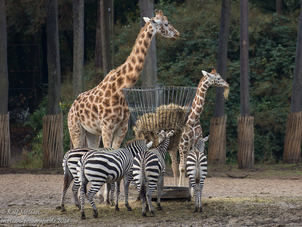 Giraffen und Zebra