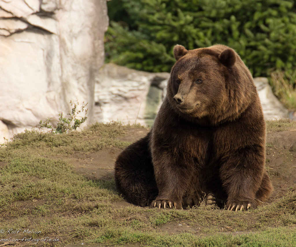 Kodiakbär