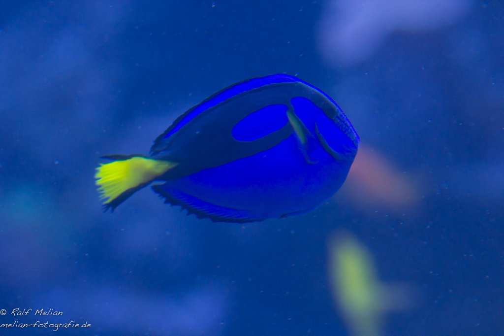 Aquarium im Zoo Duisburg,