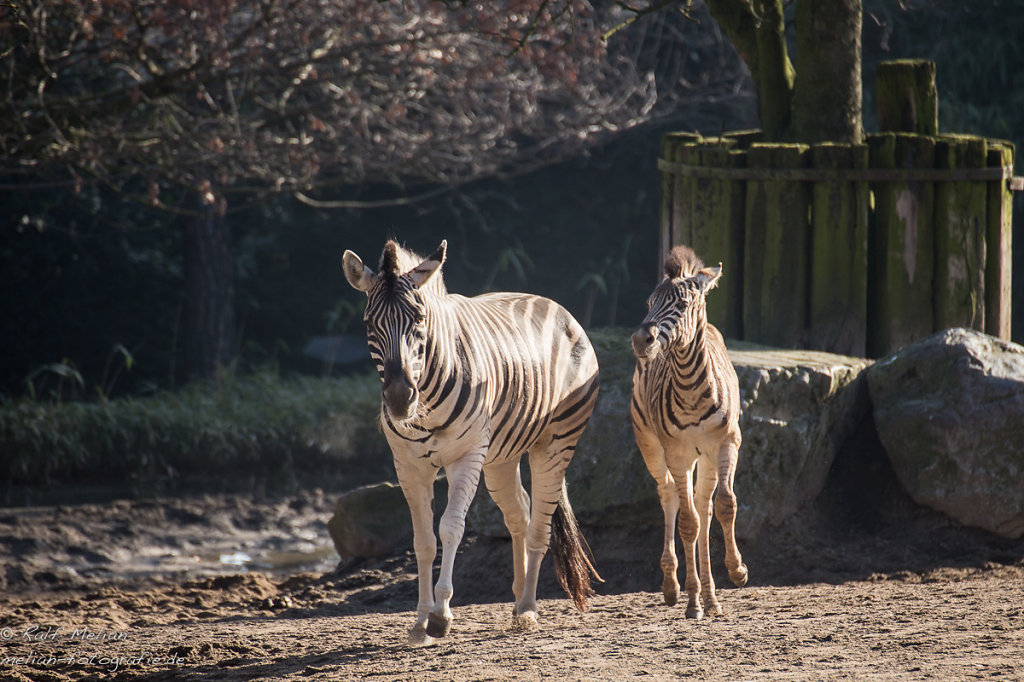 Zebra