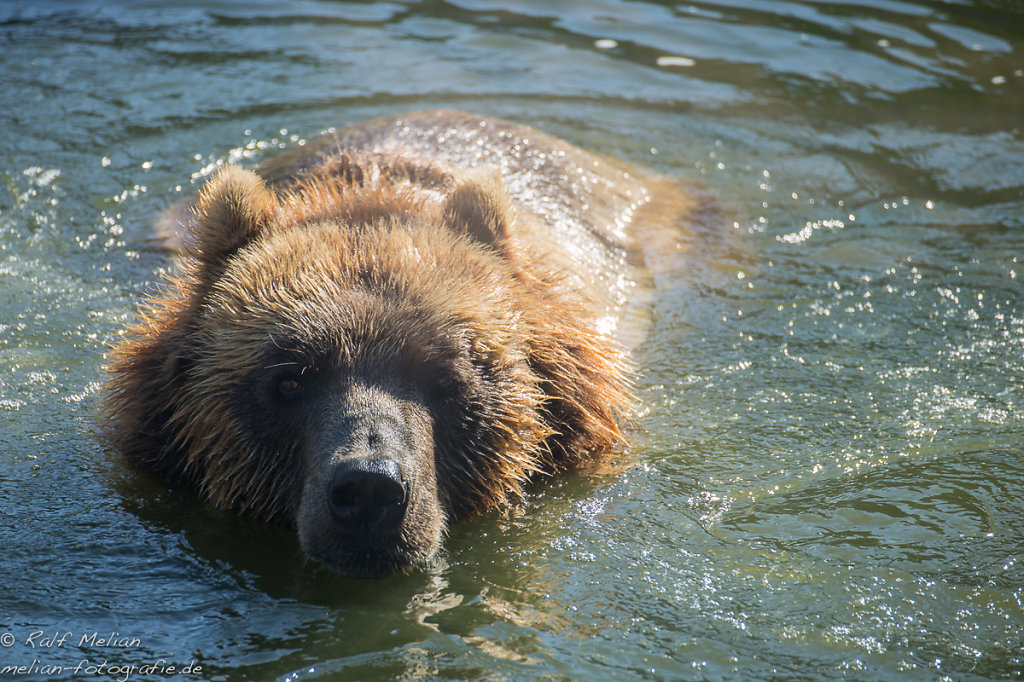 Kodiakbär im Wasser