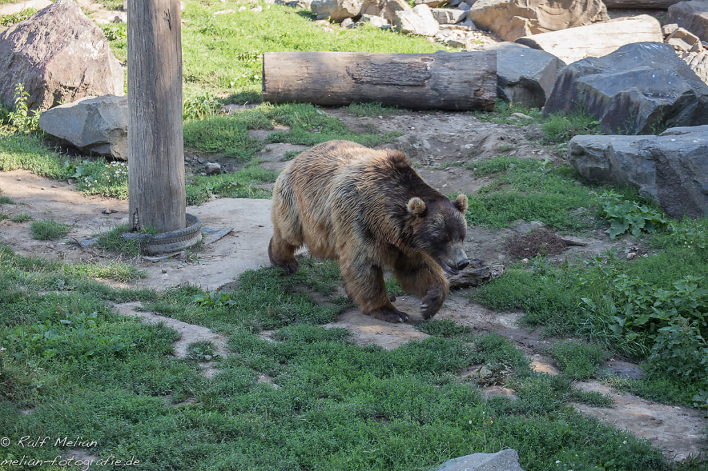 Kodiakbär