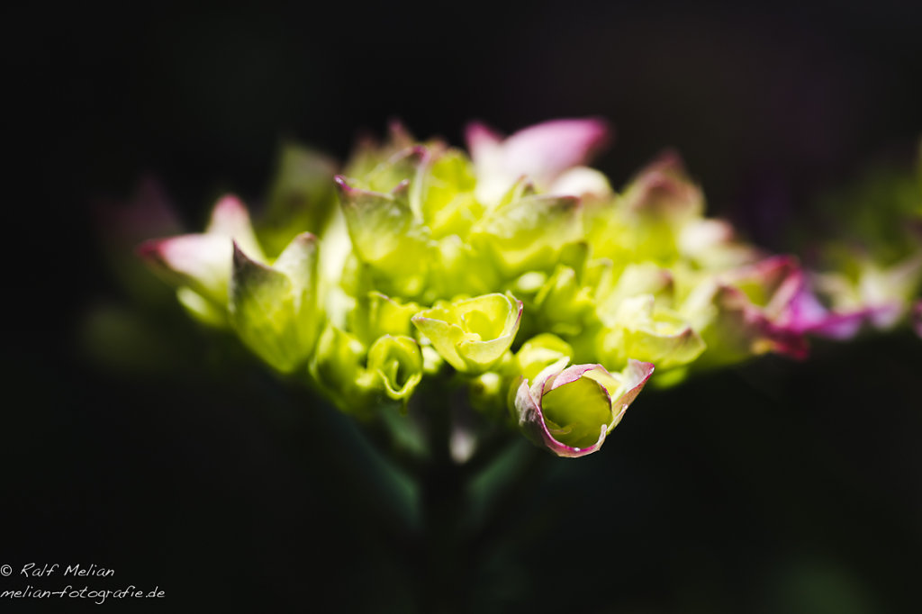 Hortensie in der Sonne