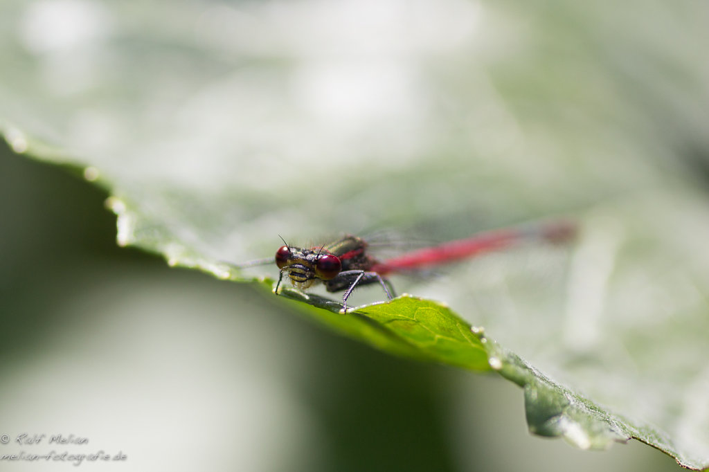 Rote Libelle auf einem Blatt