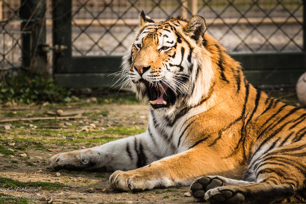 Tiger in der Zoom Erlebniswelt